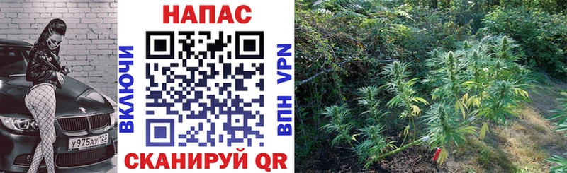 Конопля марихуана  Лениногорск 